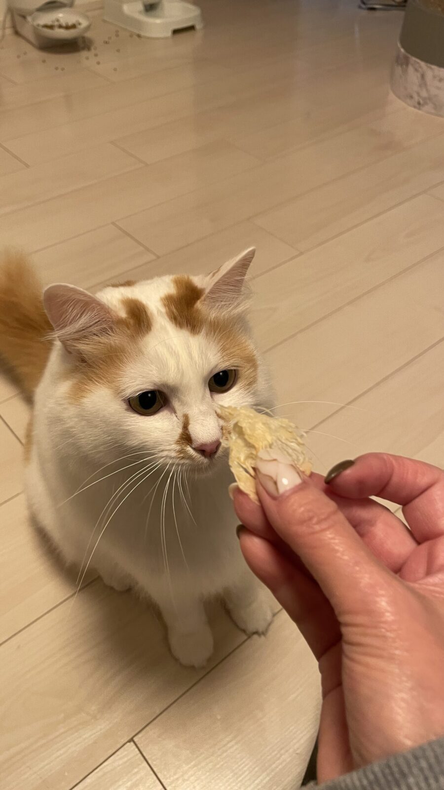 🐱初めましてのお友達✨