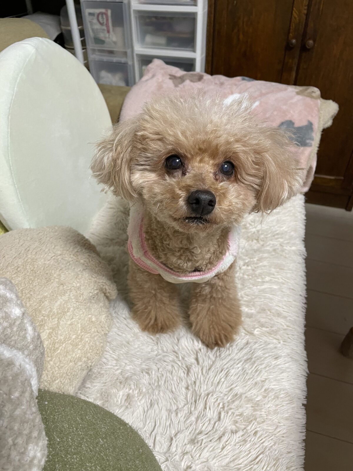 【船橋市】ぷーちゃんのお世話報告