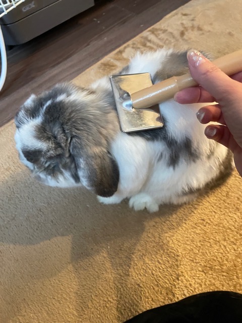 🐰冬のもふもふもふ💕