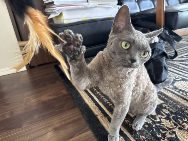 【キャットシッター】シンバちゃん達のお世話の様子