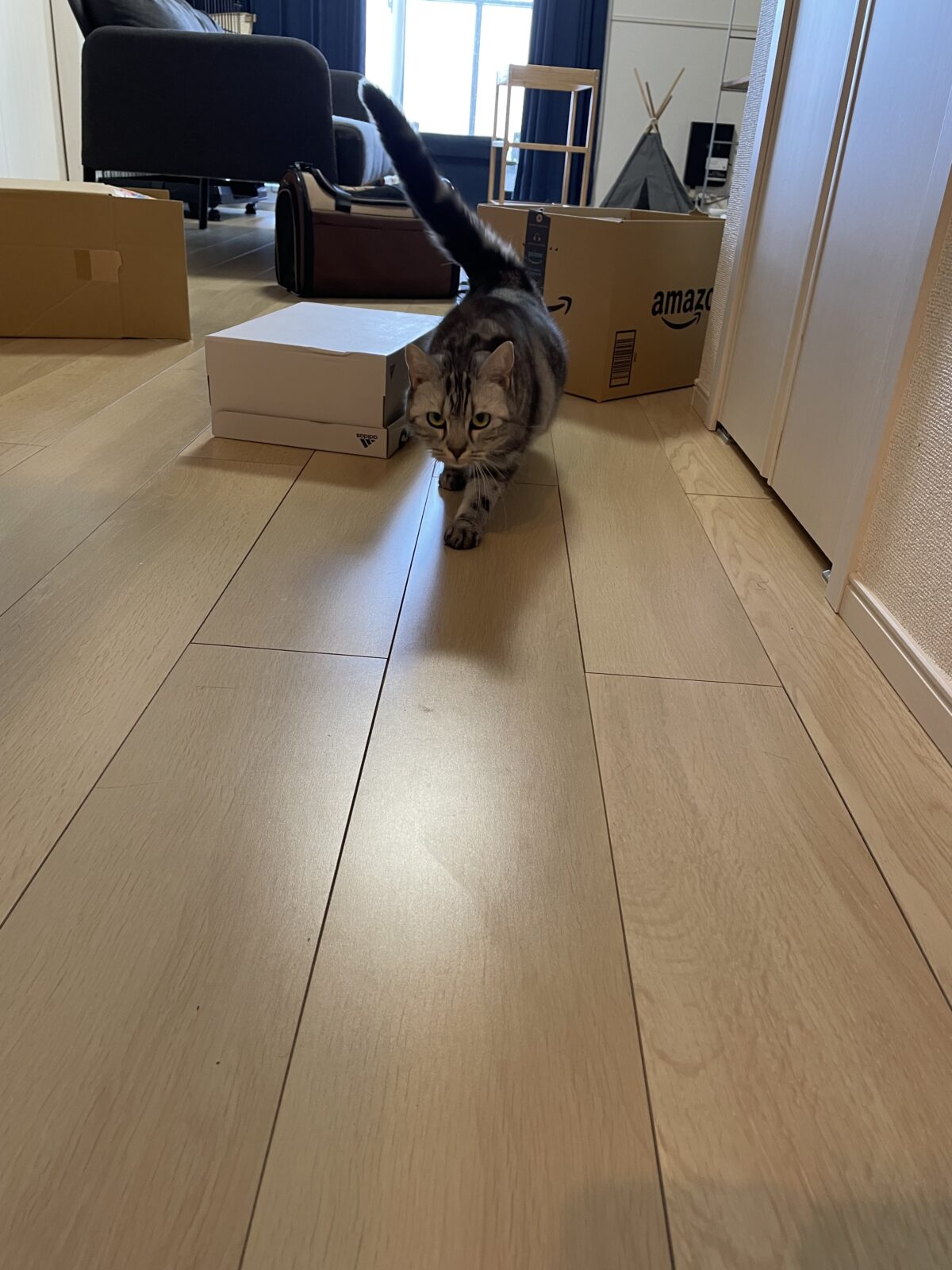 【船橋市】ねーこちゃんのお世話報告