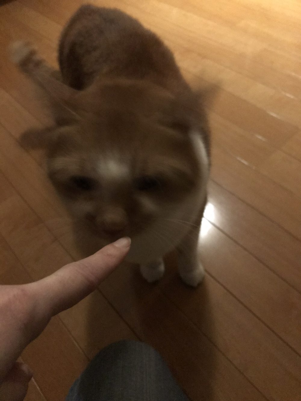 船橋市　クッキー君、ぎんじ君、かい君の初めてのお留守番(=^・・^=)