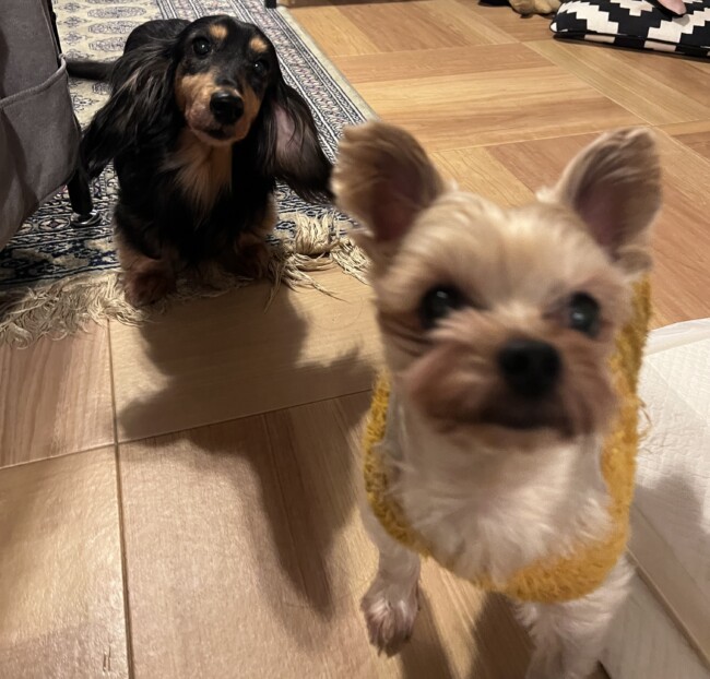 ペットシッター　箕面市　ミニチュアダックスフンドのあずきちゃんとヨークシャーテリアのけんたくん
