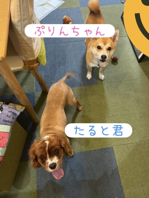 船橋市　ぷりんちゃんとたると君のお世話