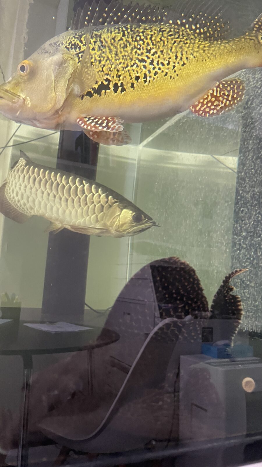 😺猫ちゃん＆お魚さん🐟