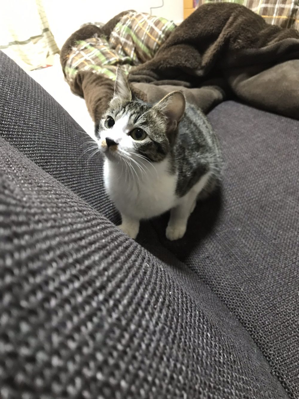 船橋市　くるみちゃんと年末年始のお留守番(=^・・^=)