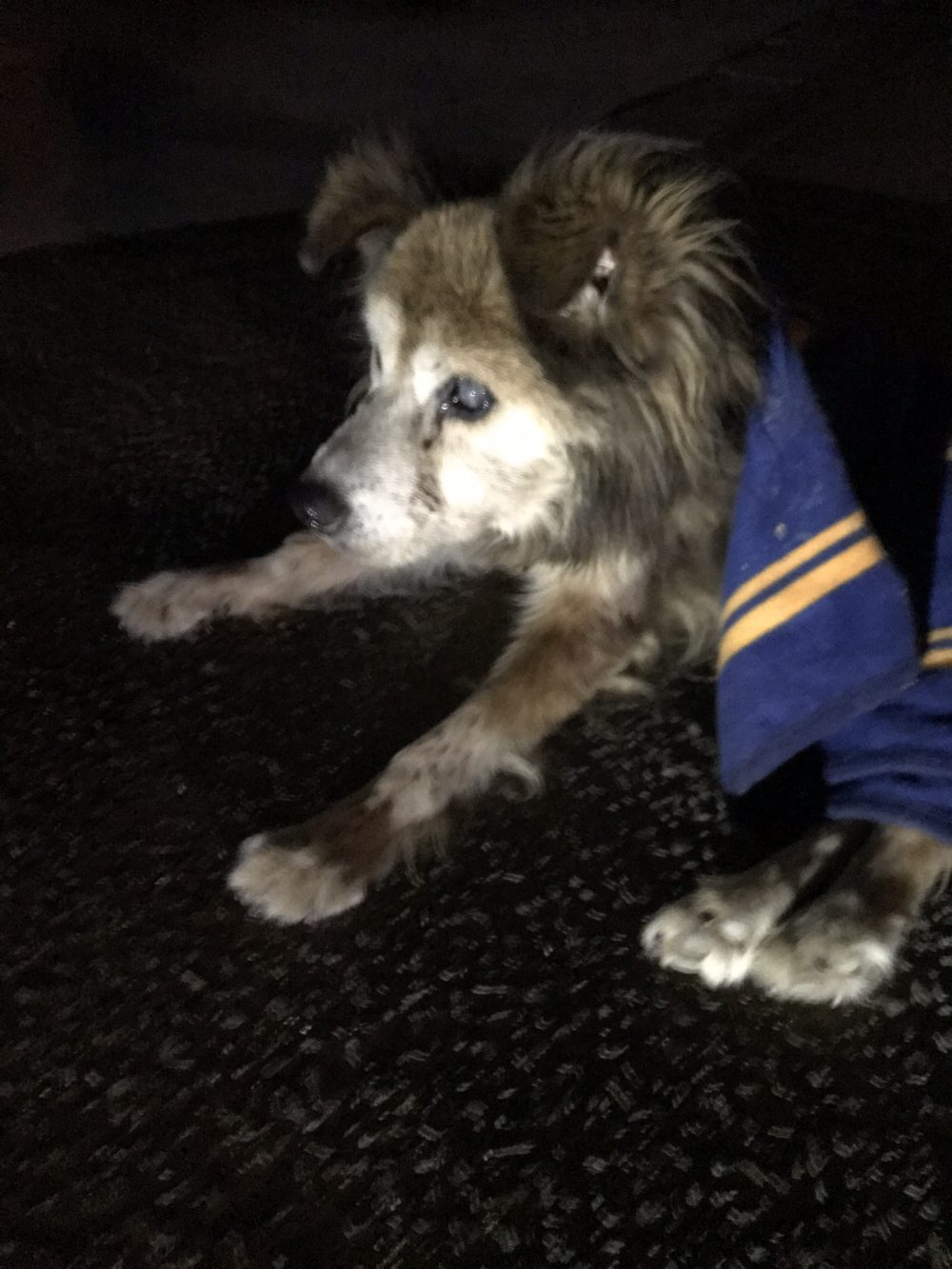 船橋市　介護が必要な老犬テツ君18歳のお留守番🐕