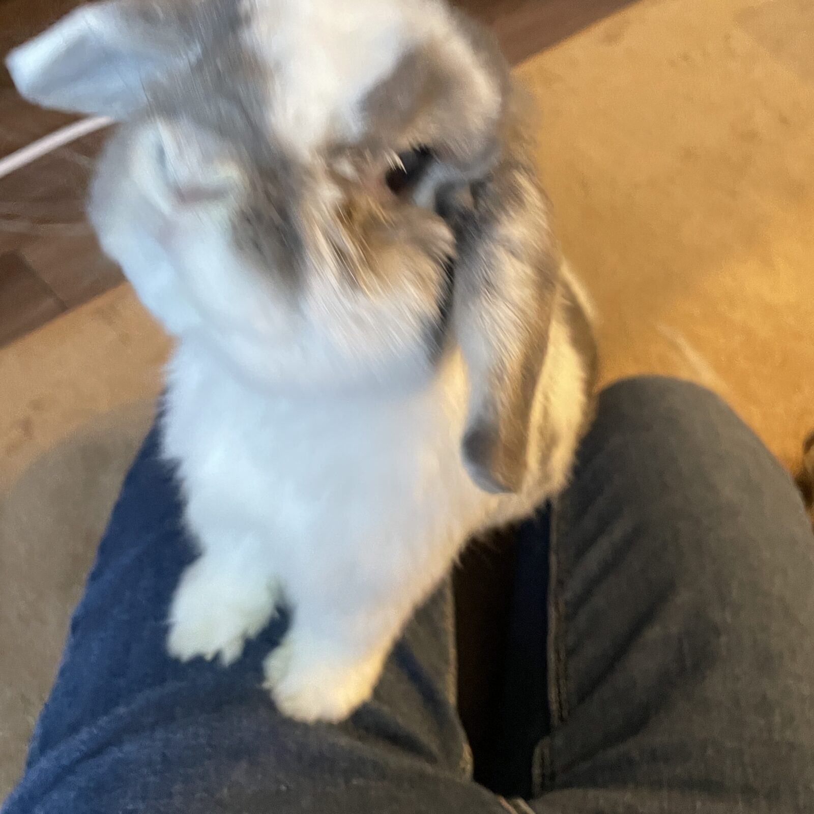 🐰もふもふ🐰