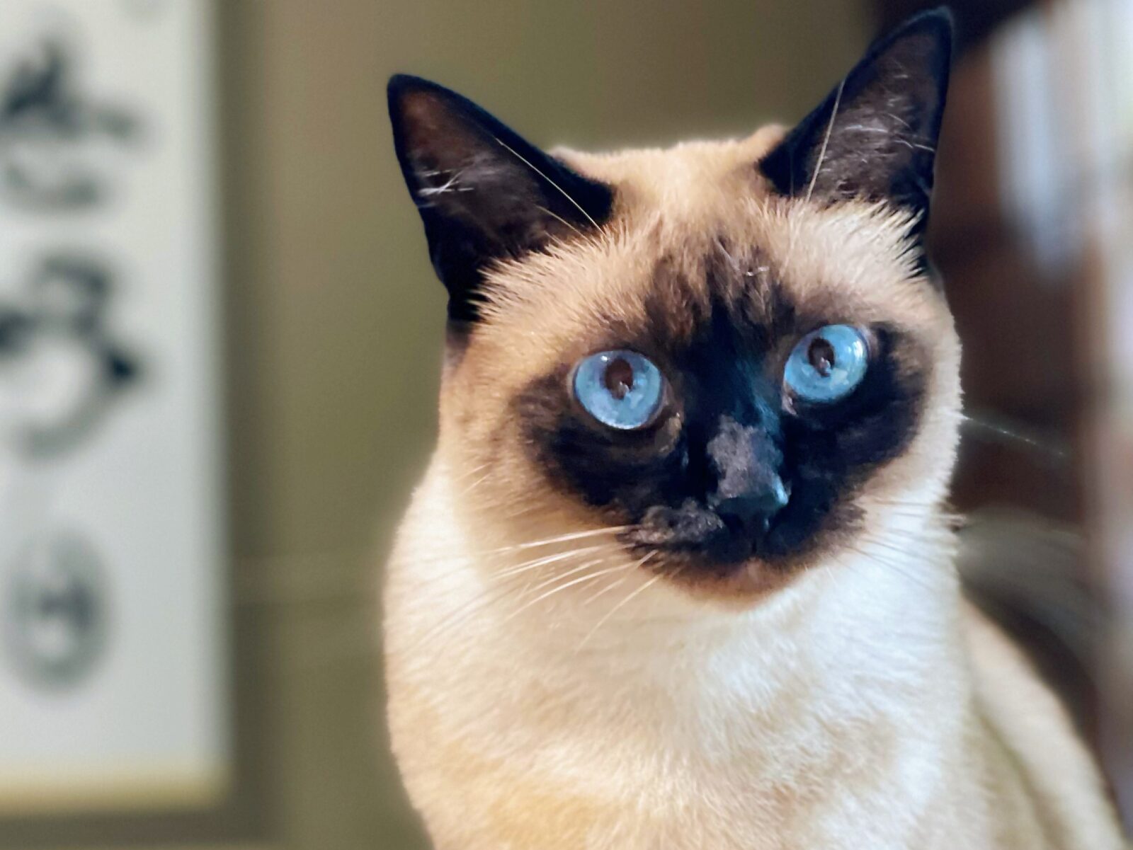 京都市 左京区 3匹の猫ちゃん