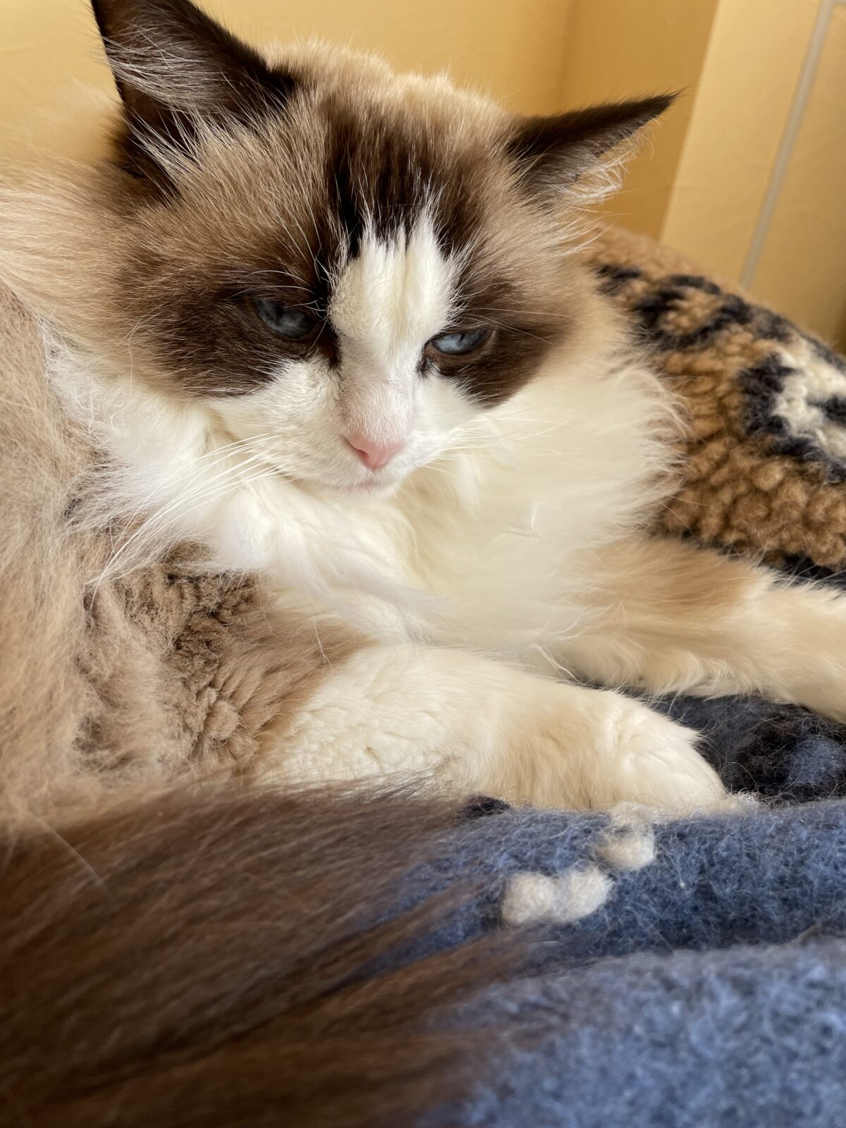 【八千代市・猫】マクリちゃん、クリフくん、ヴォルケーノくんのお世話報告