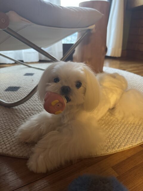 【ドッグシッター】ダーシーちゃんのお世話の様子