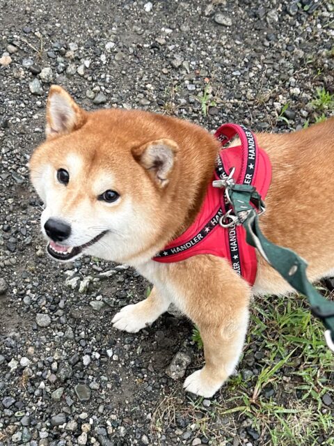 大和市 ご新規様 お散歩コース♡