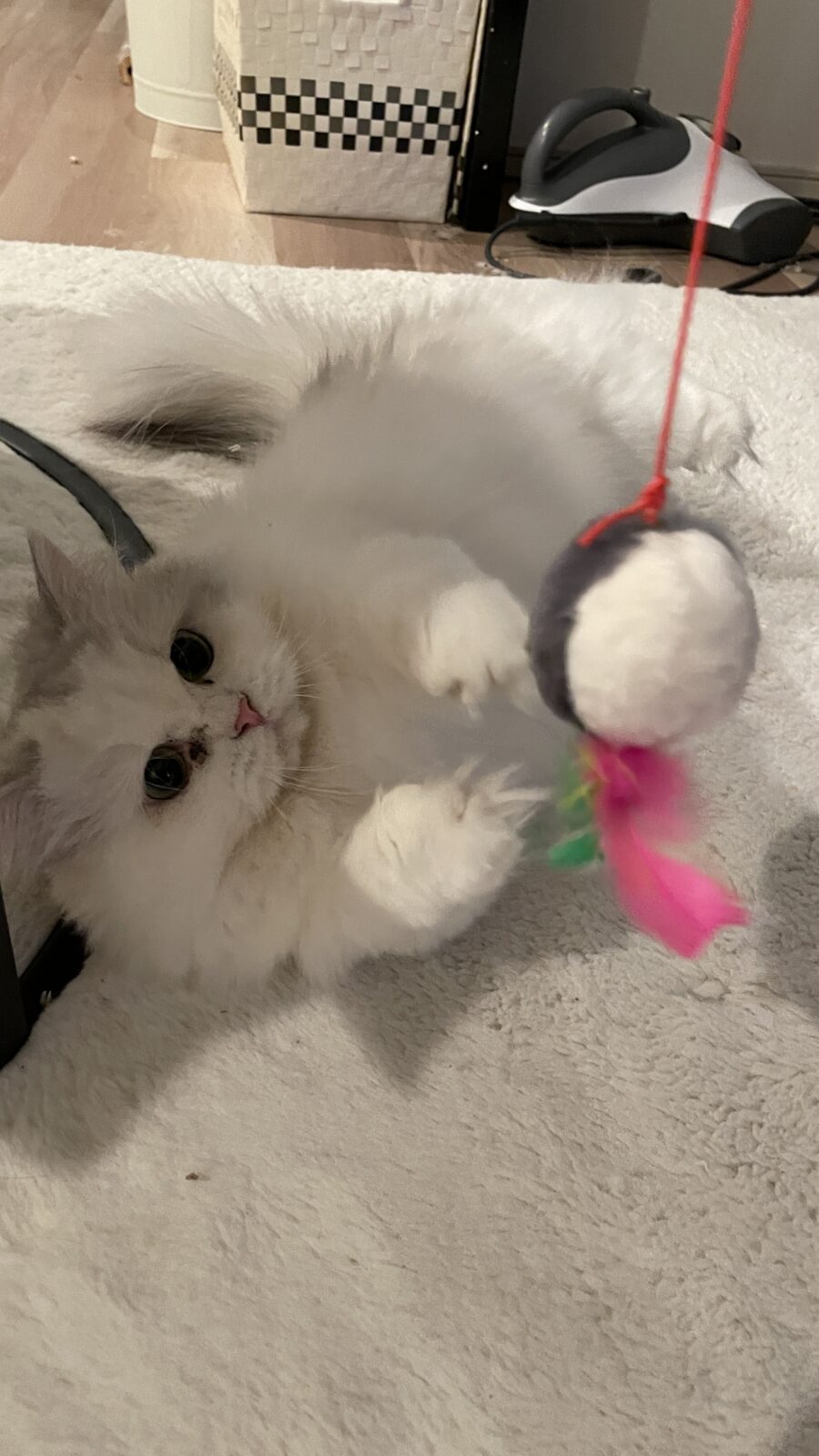 🐱ミヌエット🐱