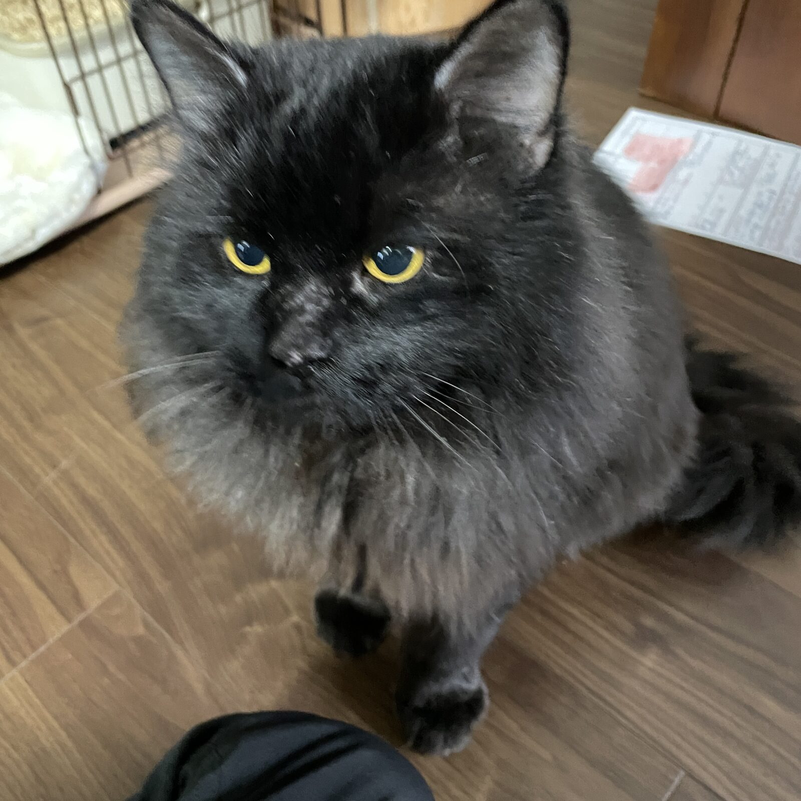 🐱もふもふニャンコ🐱