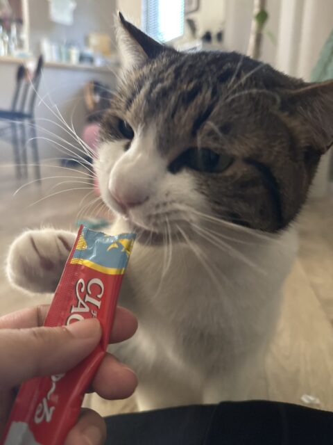 【猫のペットシッター】セロちゃんのお世話の様子