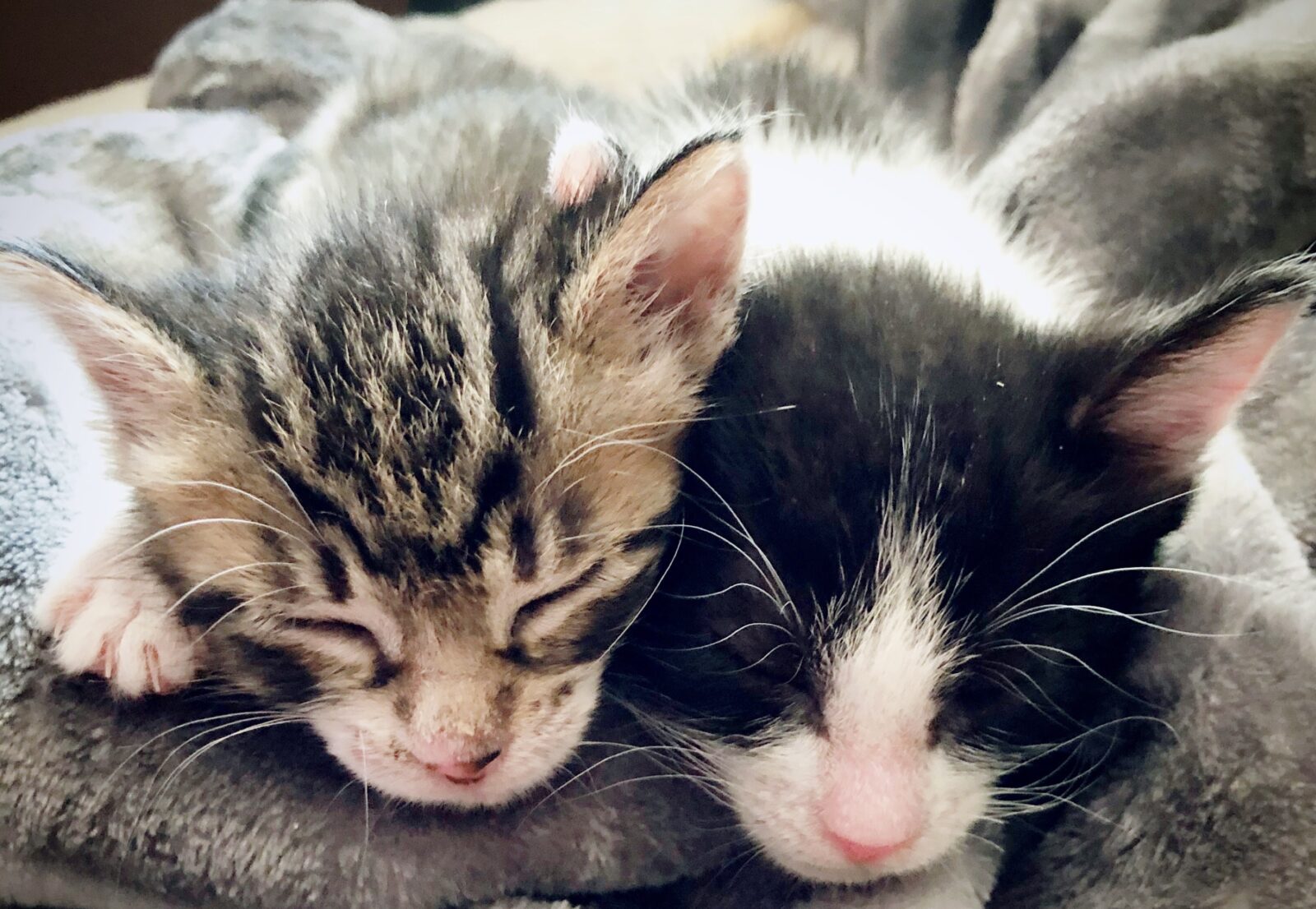 子猫がうちにやって来た