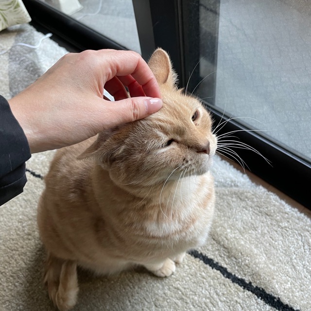 😼好奇心旺盛ニャンズ😝