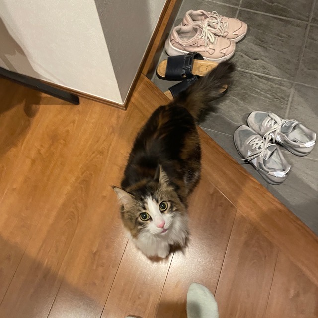 😼イケメンニャンコ😼