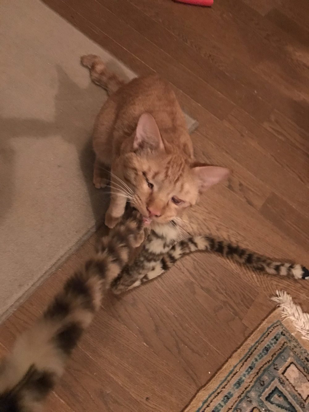 八千代市のモラン君とはち君相も変わらず今年も元気にお留守番♪