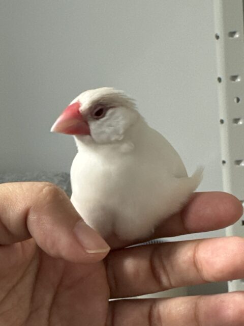 【バードシッター】つむちゃん達のお世話の様子