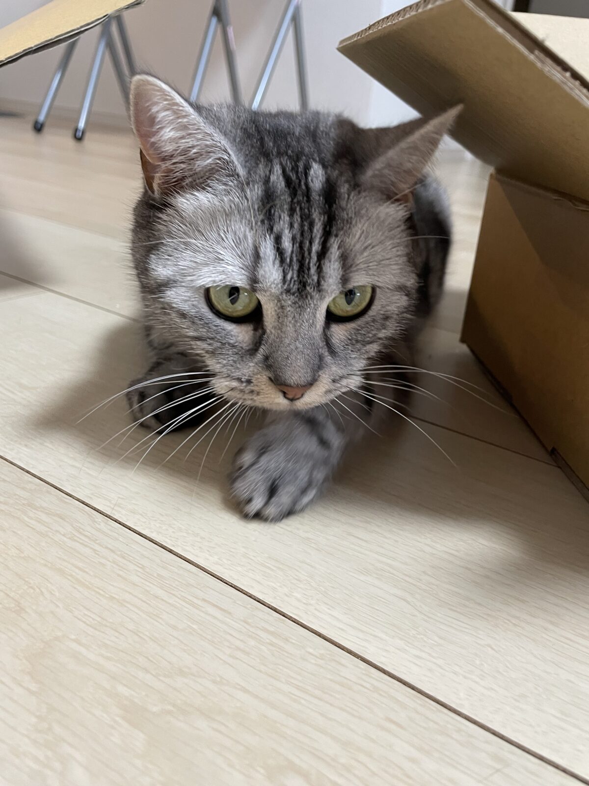 【船橋市・猫】ねーこちゃんのお世話報告