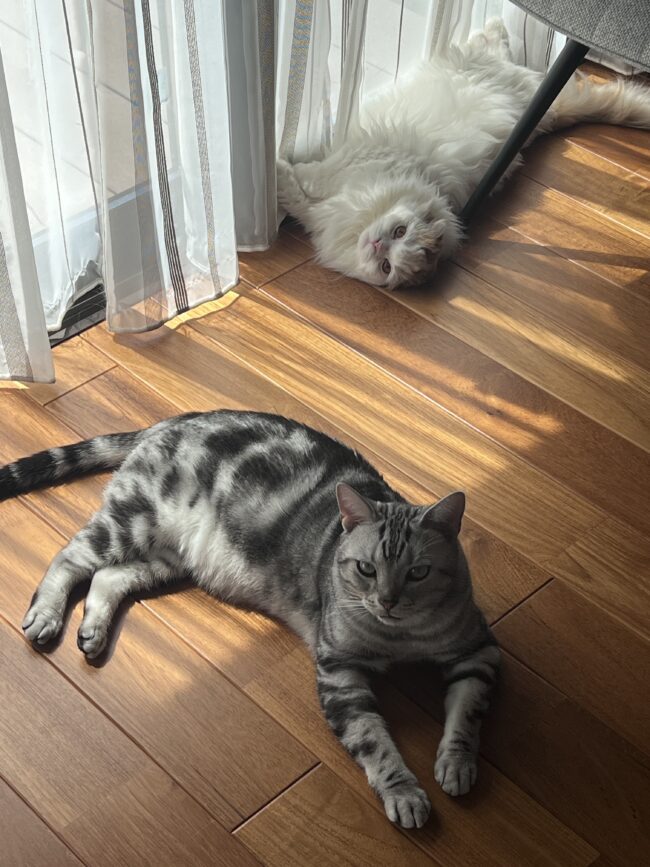 ペットシッター　箕面市　アメリカンショートヘアのロメくん　スコティッシュフォールドのきんくん