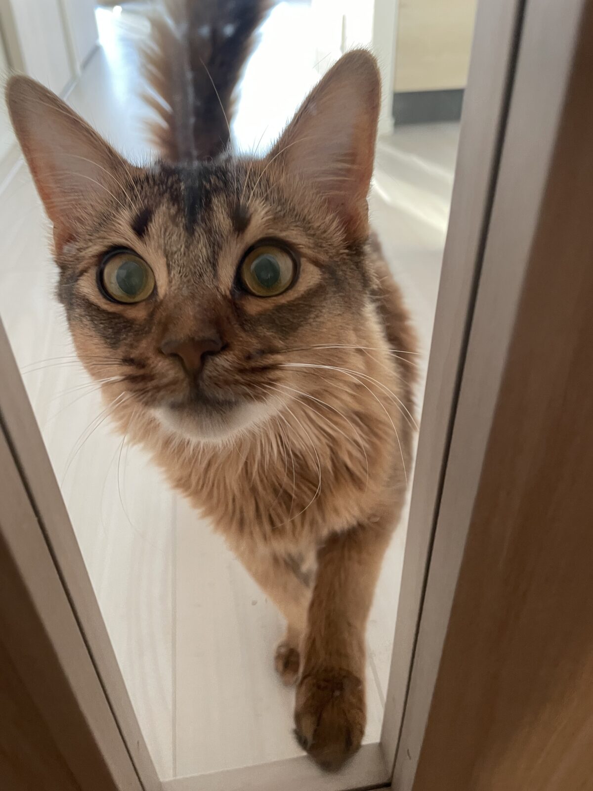 【八千代市・猫】パムちゃんのお世話報告】