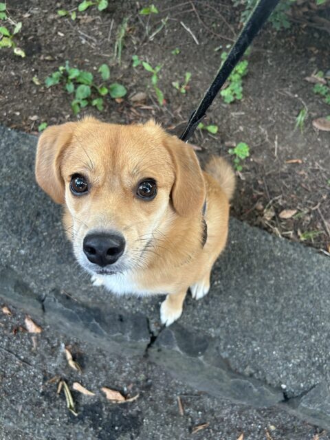 大和市　ご新規様　お散歩コース♡