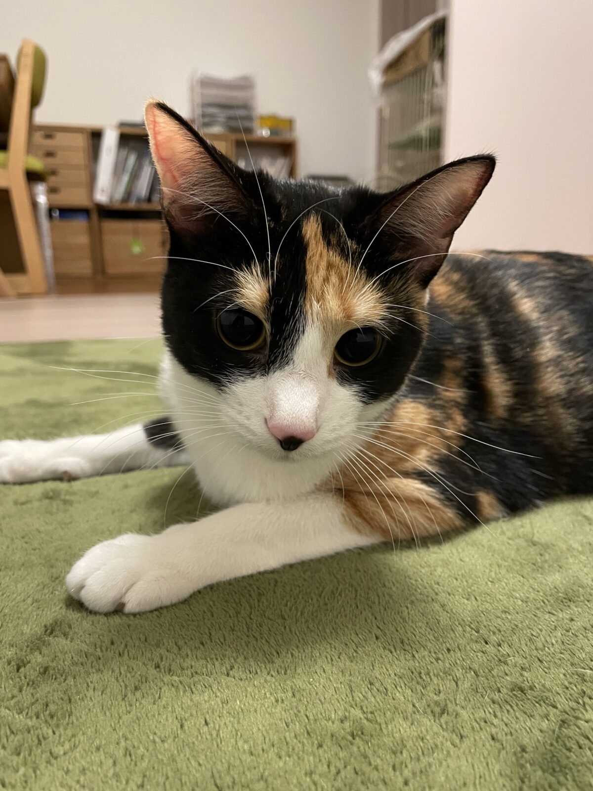 【千葉市・猫】福ちゃんのお世話報告