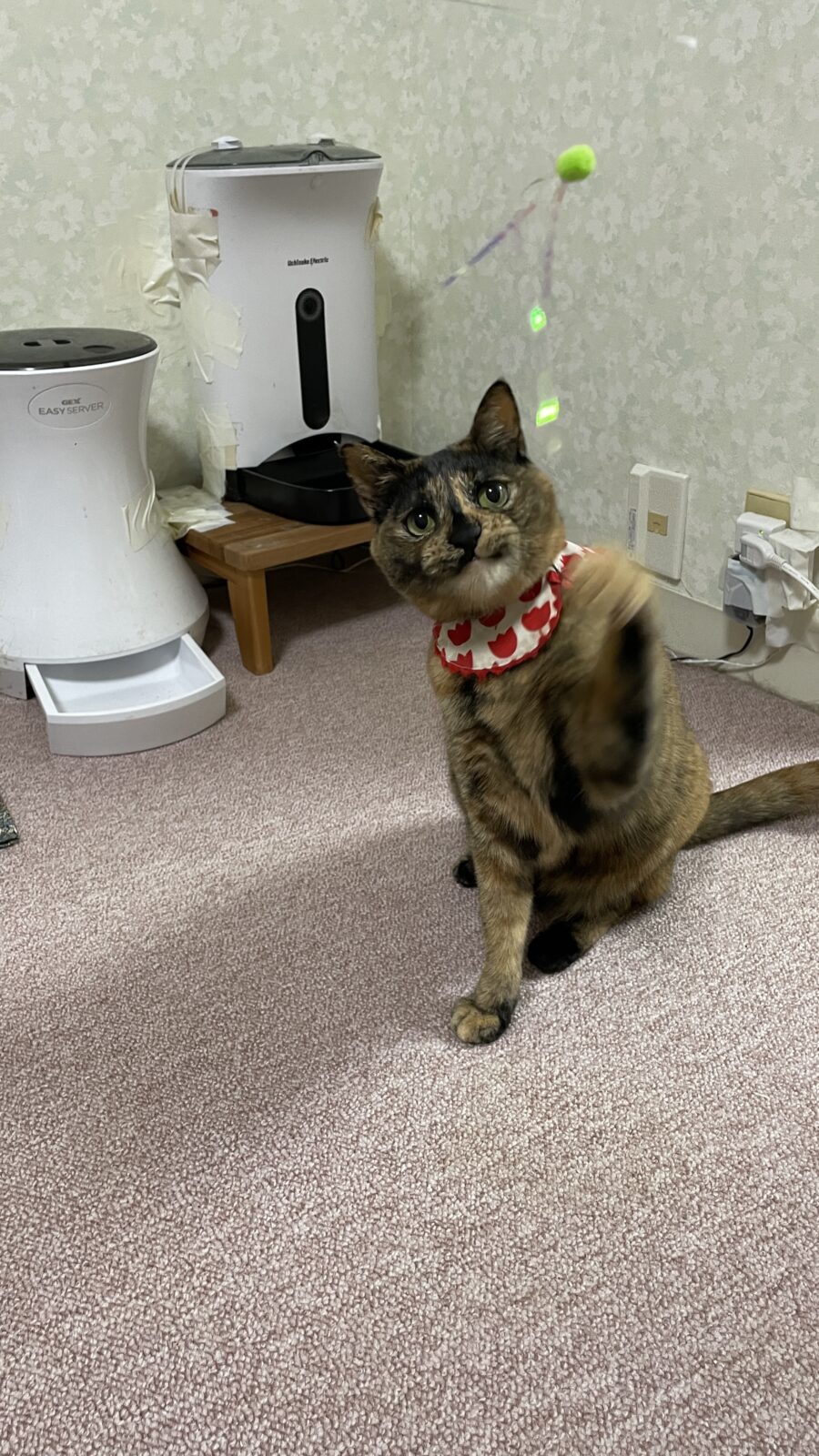 🐱金麺ジャラシ👍