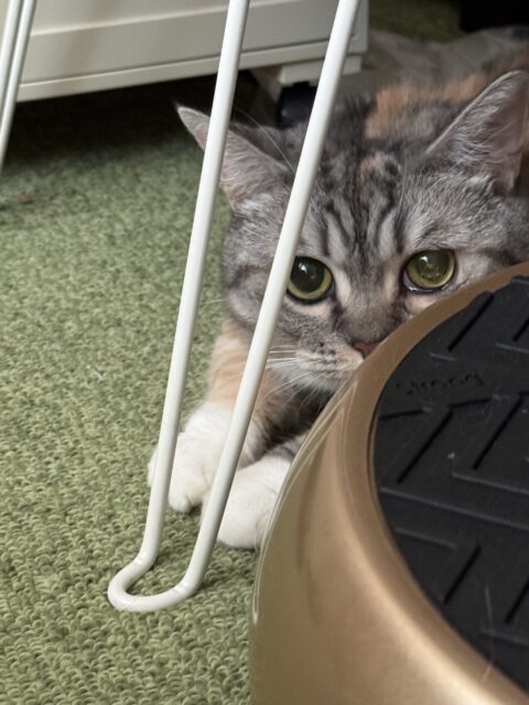 家族が増えました(=^・^=)