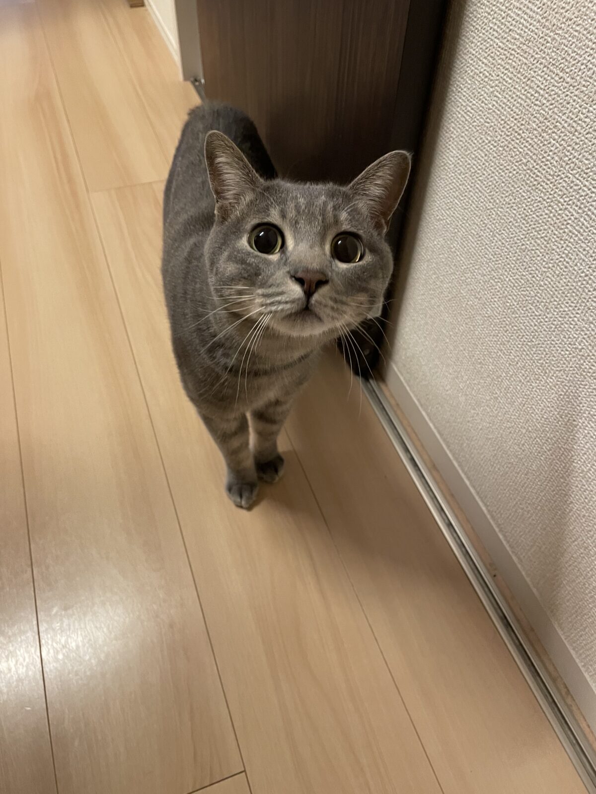 【八千代市・猫】ソラくんのお世話報告