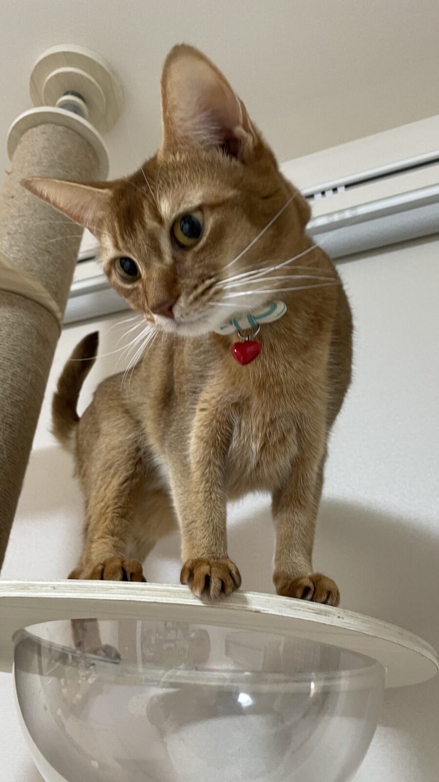 😺静電気ビリ🥲