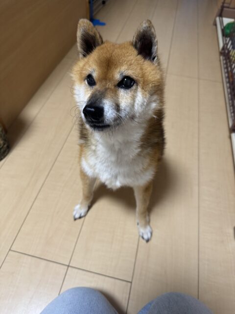 船橋市　五朗くんのお世話