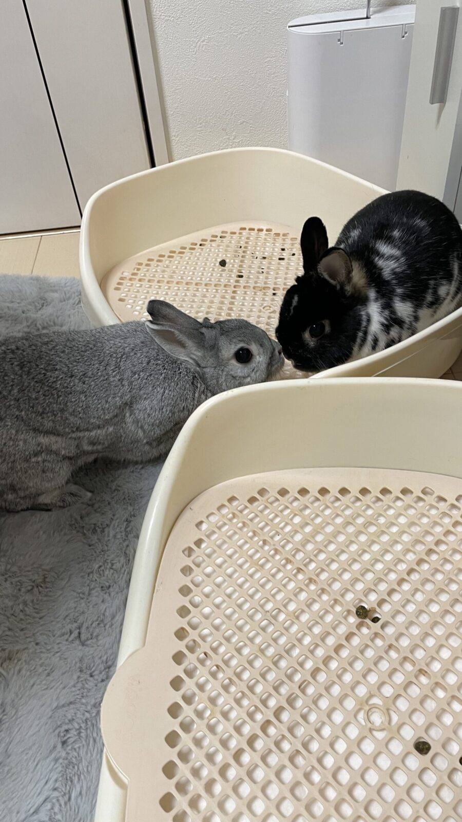 🐇ぴょんぴょん☺️