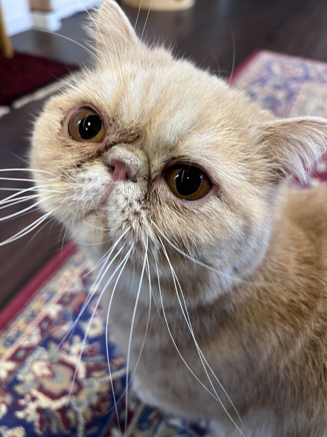 ペットシッター　茨木市　エキゾチックショートヘア　アントニオくん