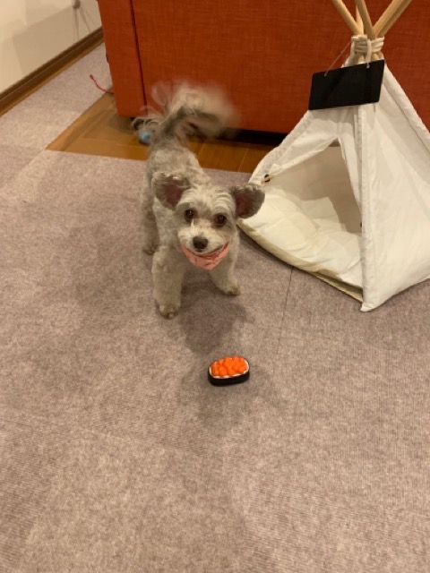 🐶姉妹ワンズ🐶