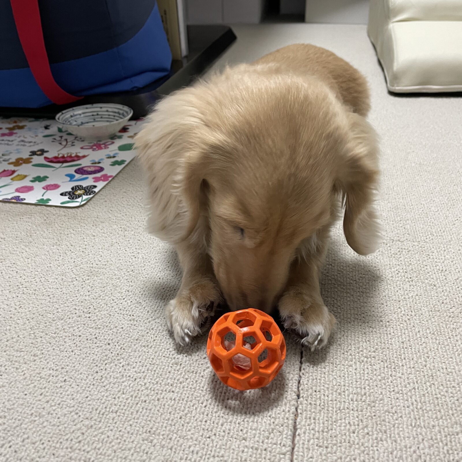 🐶うちの子🐶