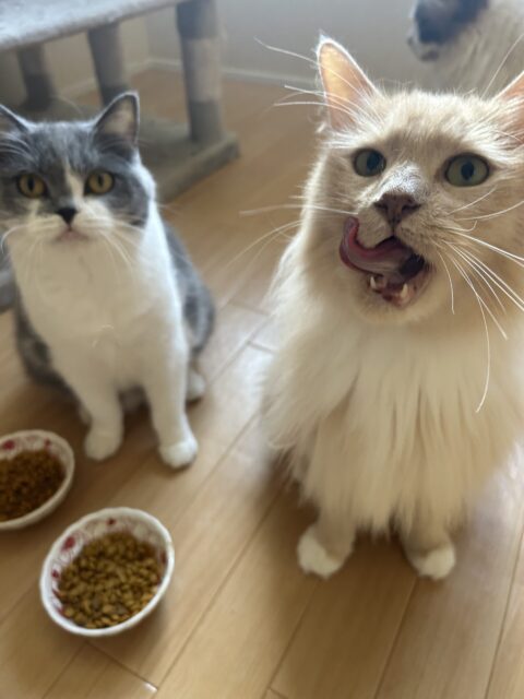 綾瀬市　ご新規様　ネコちゃんのお世話♡