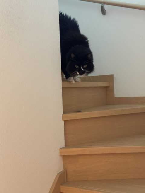 【ペットシッター 八王子】ジジちゃんのお世話の様子。