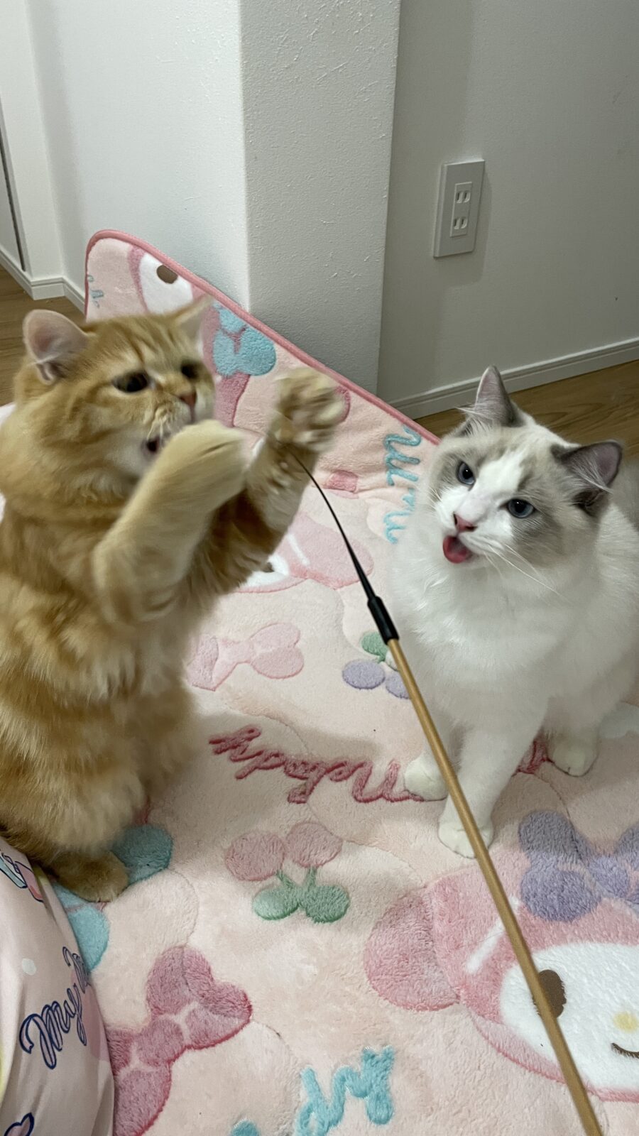 🐱表情豊かなニャンズ🐱