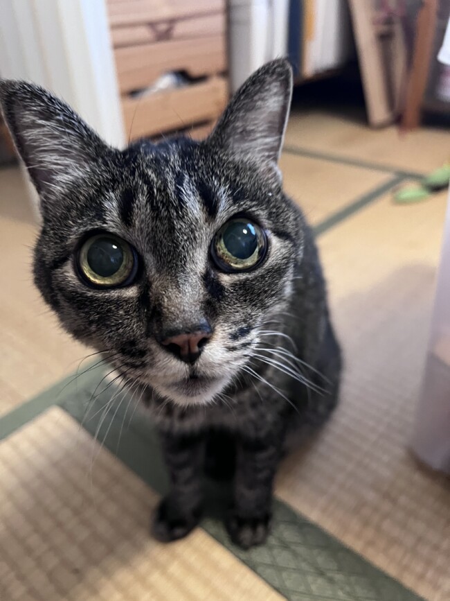 ペットシッター　箕面市　猫のククリちゃん