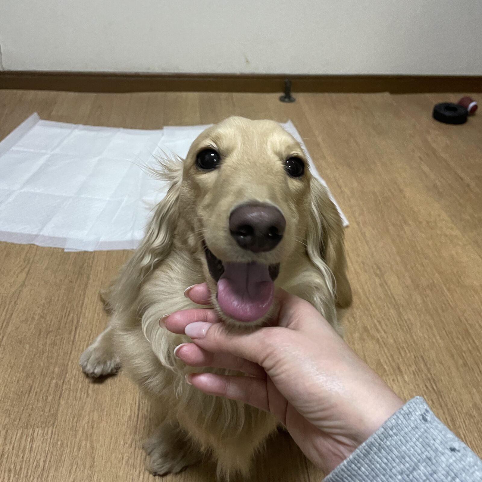 🐶元気いっぱいワンコ🐶