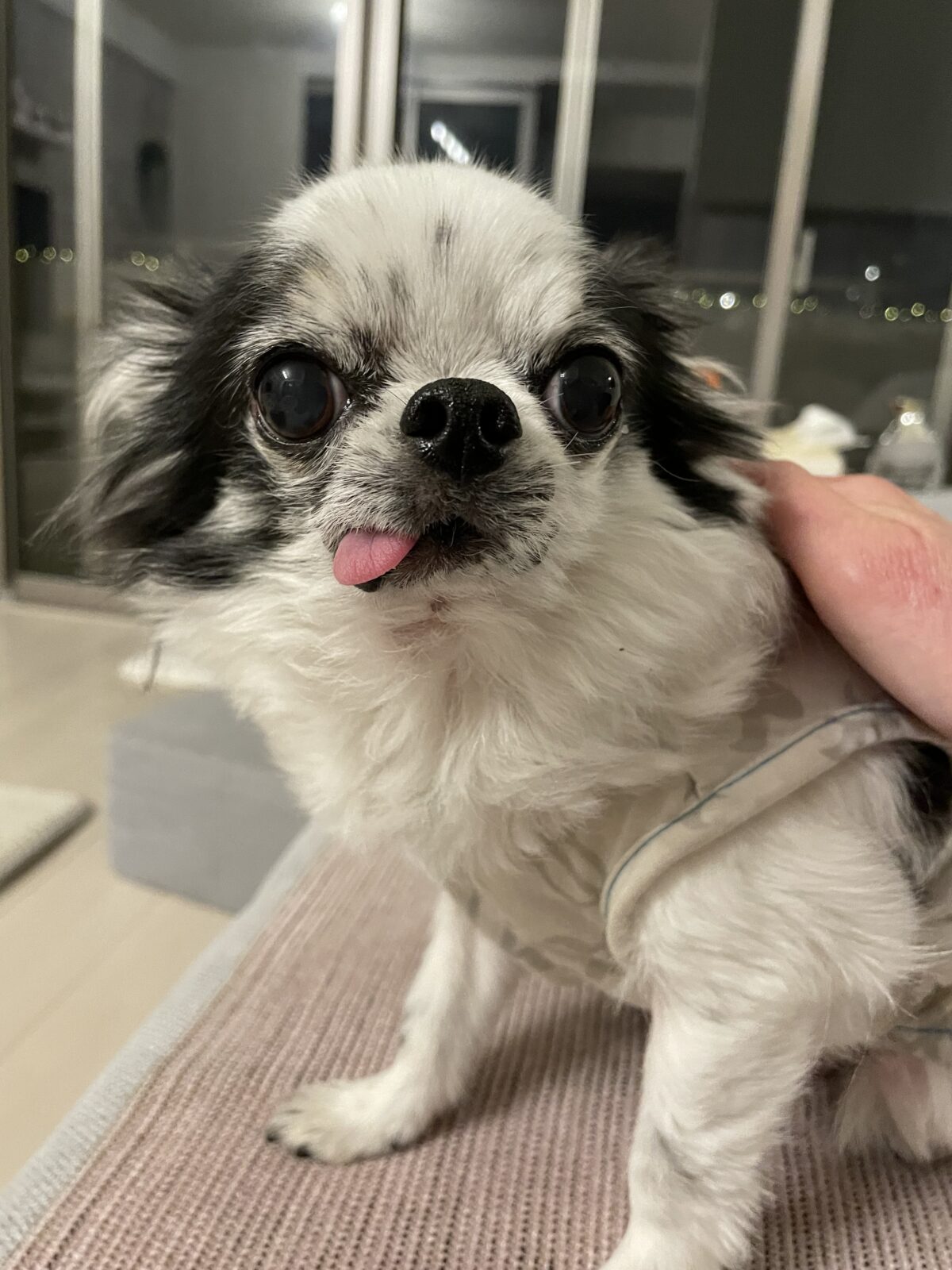 【千葉市・犬】千夏ちゃんのお世話報告