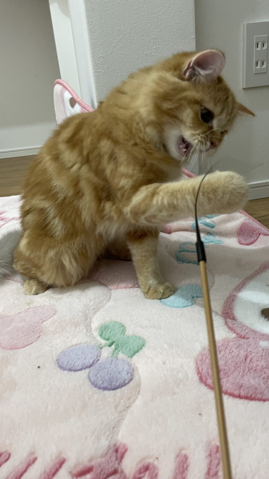 😺ツンデレちゃん😺