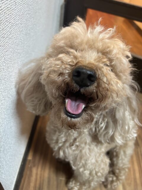 大和市　ワンコさん達のお世話♡