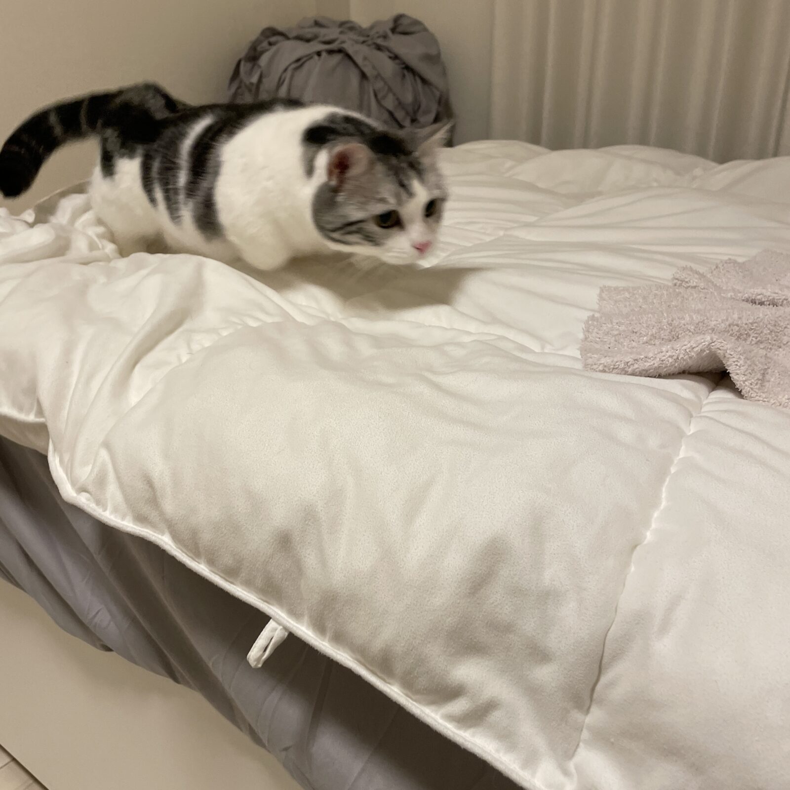 🐱いらっしゃ〜い🐱