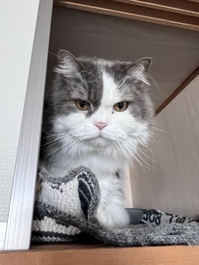 ペットシッター　箕面市　スコティッシュフォールドのメロンくんとペルシャのモルちゃん　