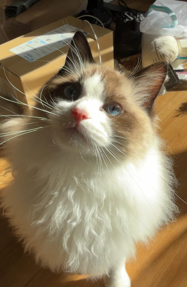 ペットシッター　茨木市　ラグドールのみどりくん