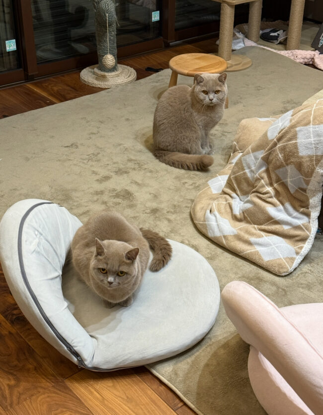 ペットシッター 箕面市 ブリティッシュショートヘアのラテちゃんとヴィンくん